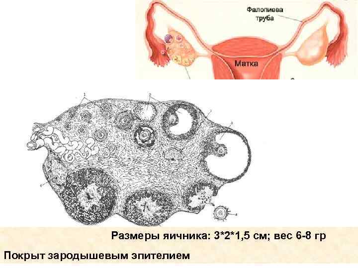 Размер матки и яичников