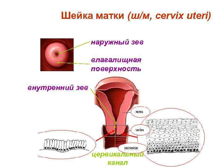 Шейка матки (ш/м, cervix uteri) наружный зев влагалищная поверхность внутренний зев цервикальный канал 