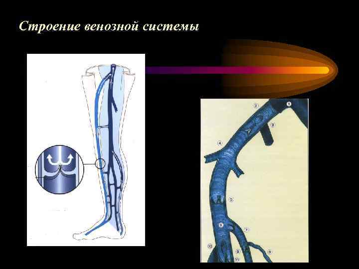 Строение венозной системы 