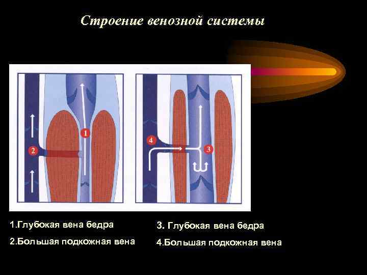 Строение венозной системы 1. Глубокая вена бедра 3. Глубокая вена бедра 2. Большая подкожная