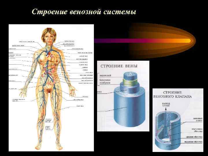 Строение венозной системы 