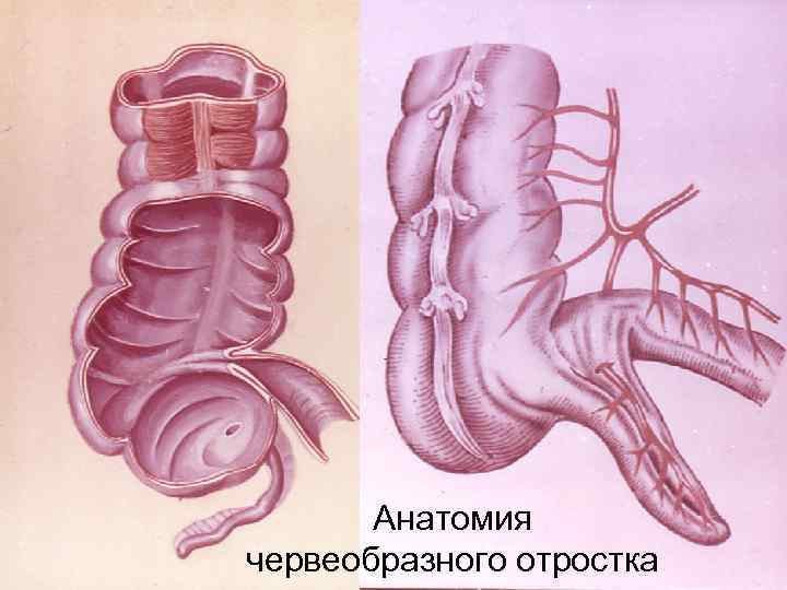 Рисунок слепой кишки