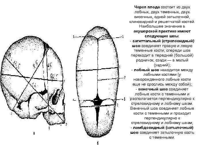 Акушерская терминология презентация