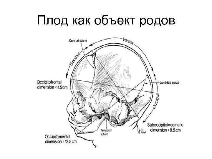 Плод как объект родов 