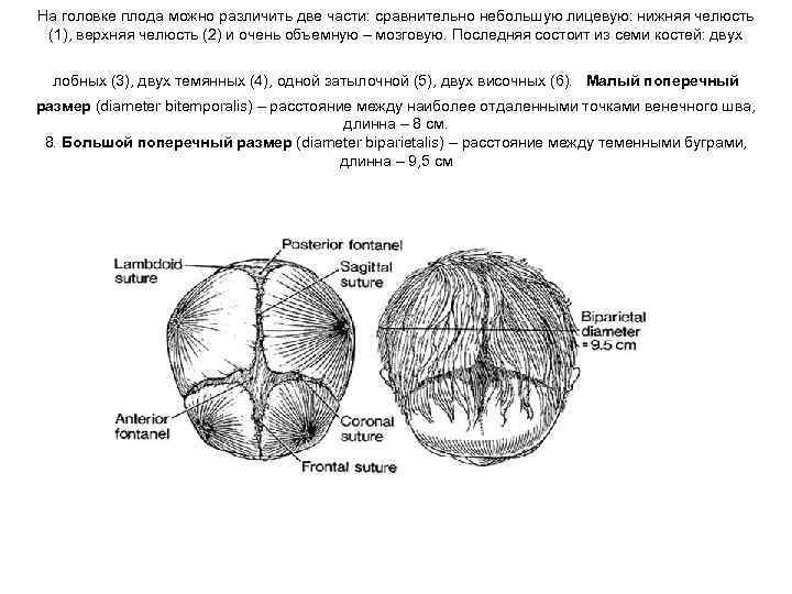 На головке плода можно различить две части: сравнительно небольшую лицевую: нижняя челюсть (1), верхняя