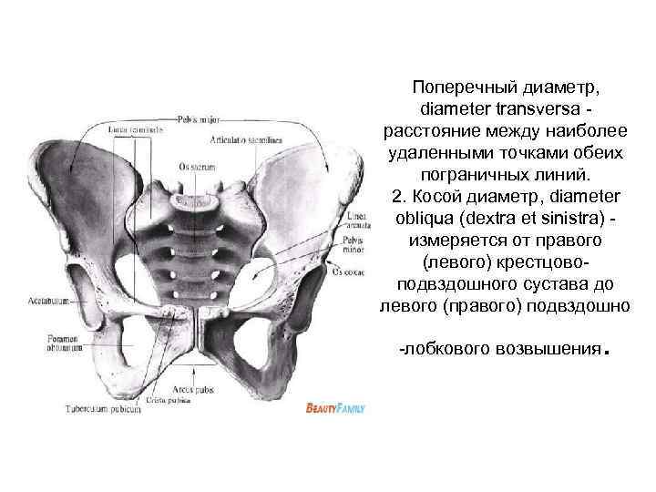 Поперечный диаметр