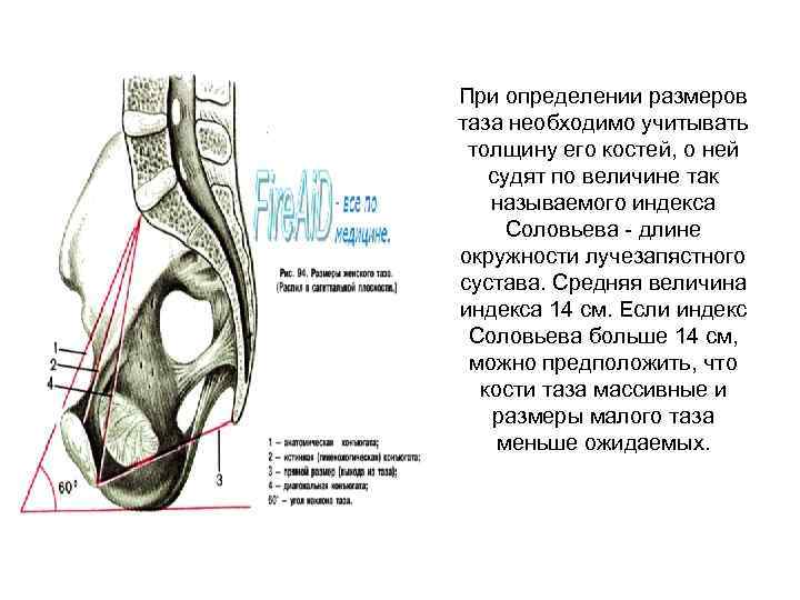 При определении размеров таза необходимо учитывать толщину его костей, о ней судят по величине