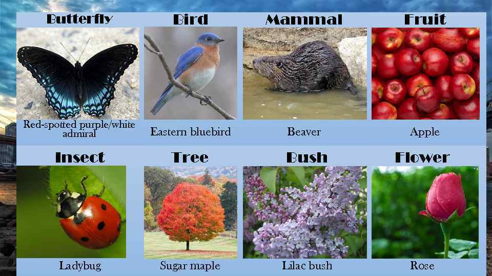 Butterfly Mammal Bird Fruit Red-spotted purple/white admiral Eastern bluebird Beaver Apple Insect Tree Bush