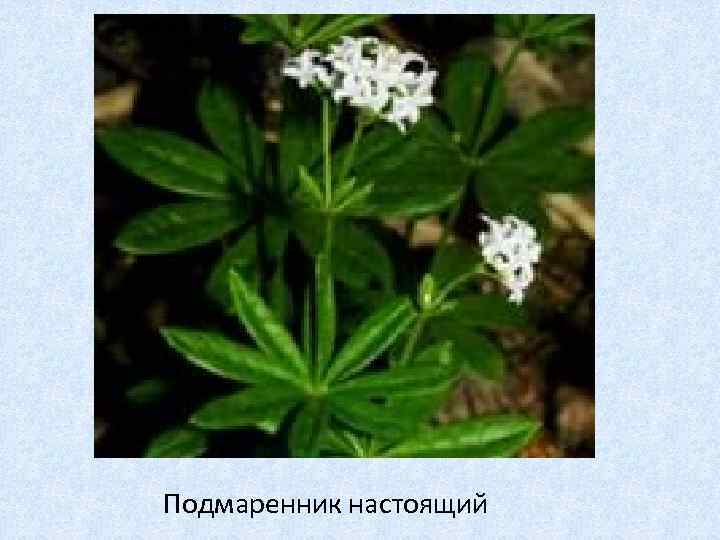 Подмаренник настоящий 