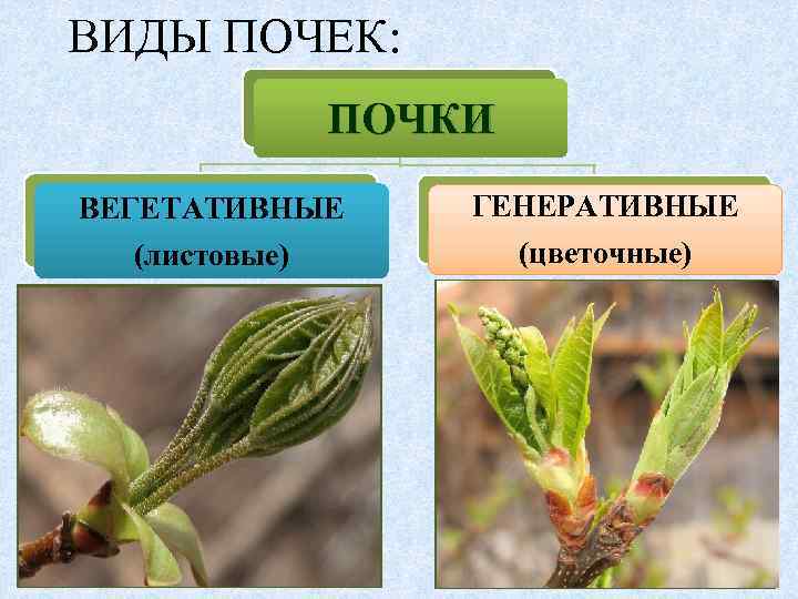 ВИДЫ ПОЧЕК: ПОЧКИ ВЕГЕТАТИВНЫЕ ГЕНЕРАТИВНЫЕ (листовые) (цветочные) 