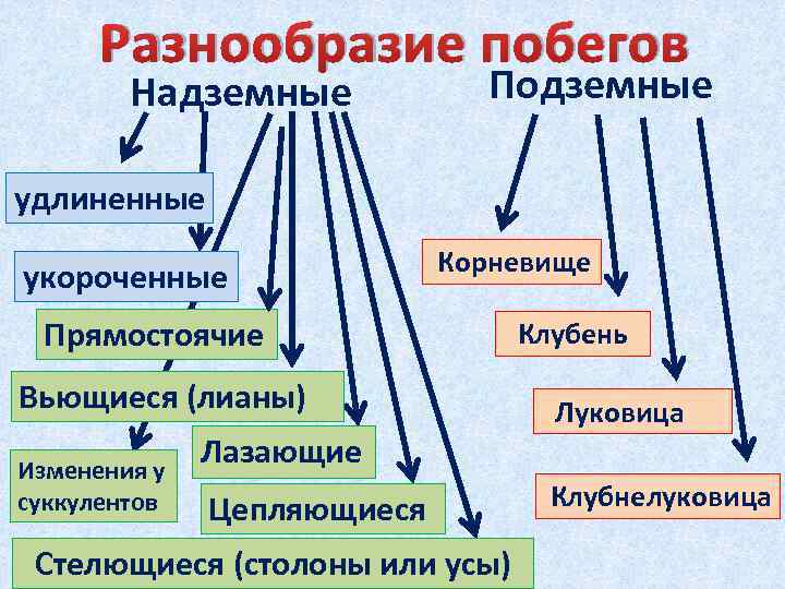 Разнообразие побегов Надземные Подземные удлиненные укороченные Корневище Прямостоячие Вьющиеся (лианы) Изменения у суккулентов Лазающие