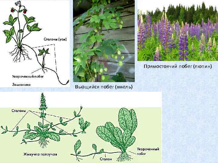 Прямостоячие растения. Прямостоячий побег вьющийся побег. Строение прямостоячего побега. Строение побега прямостоящего. Полициклические побеги.