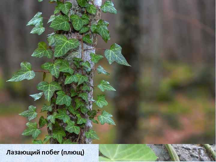 Лазающий побег (плющ) 