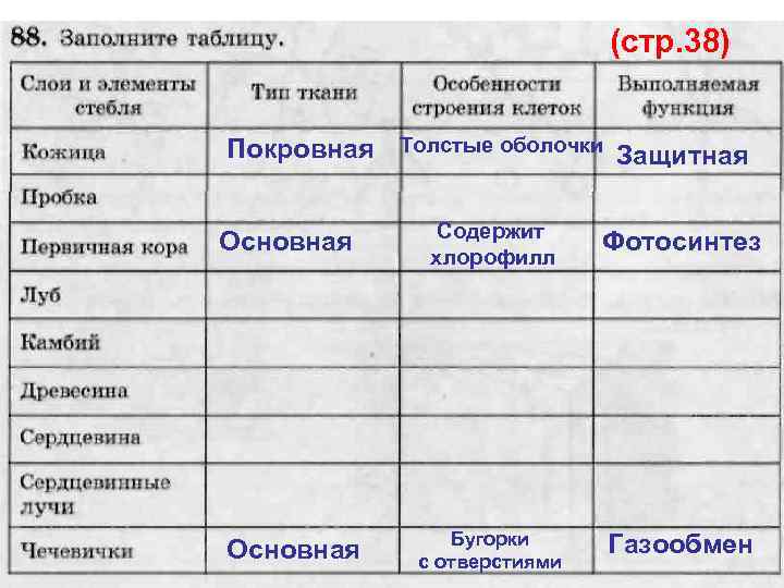 (стр. 38) Покровная Основная Толстые оболочки Защитная Содержит хлорофилл Фотосинтез Бугорки с отверстиями Газообмен