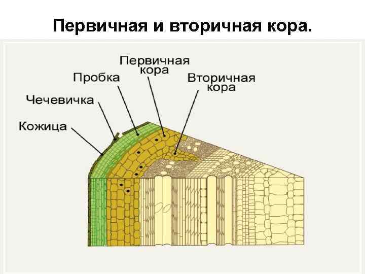 Первичная и вторичная кора. 