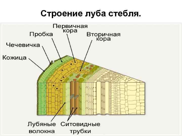 Строение луба стебля. 