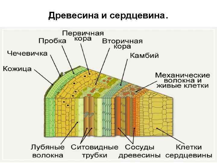 Древесина и сердцевина. 