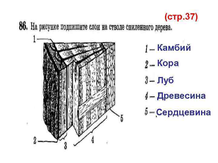 (стр. 37) Камбий Кора Луб Древесина Сердцевина 