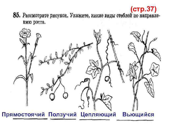 (стр. 37) Прямостоячий Ползучий Цепляющий Вьющийся 