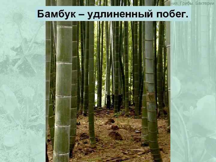 Бамбук – удлиненный побег. 