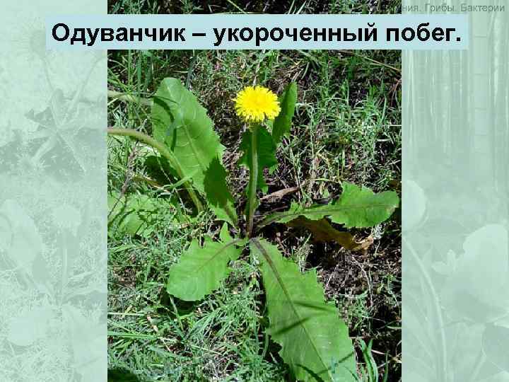 Одуванчик – укороченный побег. 