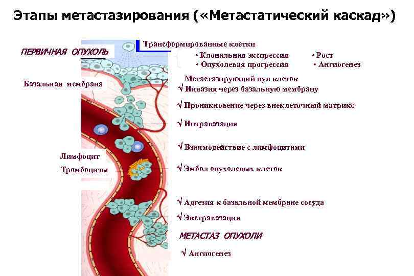 Этапы метастазирования ( «Метастатический каскад» ) ПЕРВИЧНАЯ ОПУХОЛЬ Базальная мембрана Трансформированные клетки • Клональная