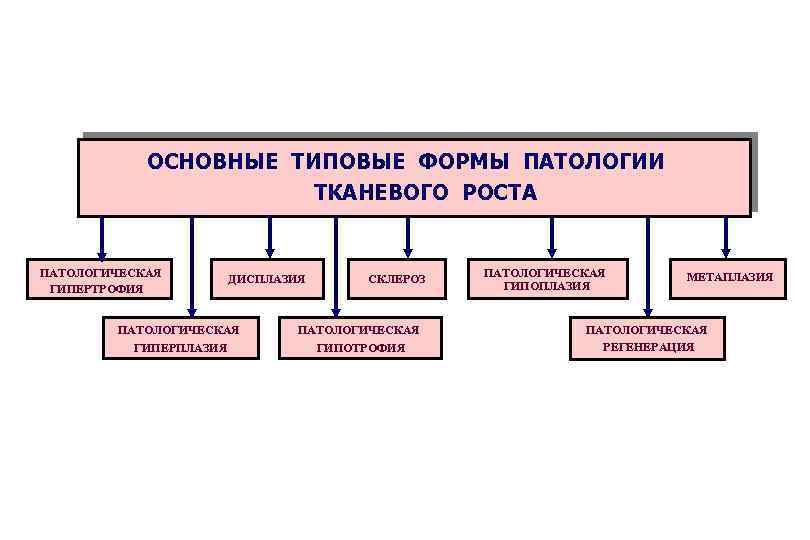 ОСНОВНЫЕ ТИПОВЫЕ ФОРМЫ ПАТОЛОГИИ ТКАНЕВОГО РОСТА ПАТОЛОГИЧЕСКАЯ ГИПЕРТРОФИЯ ДИСПЛАЗИЯ СКЛЕРОЗ ПАТОЛОГИЧЕСКАЯ ГИПЕРПЛАЗИЯ ГИПОТРОФИЯ ПАТОЛОГИЧЕСКАЯ