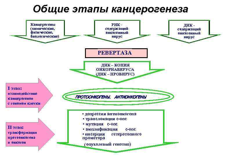 Общие этапы канцерогенеза Канцерогены (химические, физические, биологические) РНК содержащий онкогенный вирус РЕВЕРТАЗА ДНК –