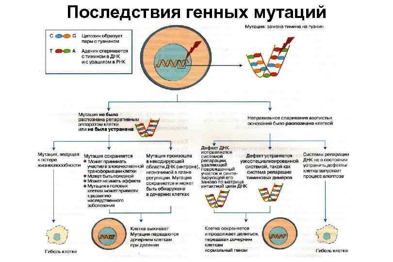 Последствия генных мутаций 