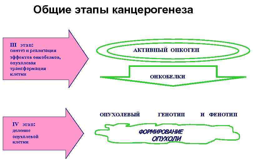 Общие этапы канцерогенеза III этап: синтез и реализация эффектов онкобелков, опухолевая трансформация клетки АКТИВНЫЙ