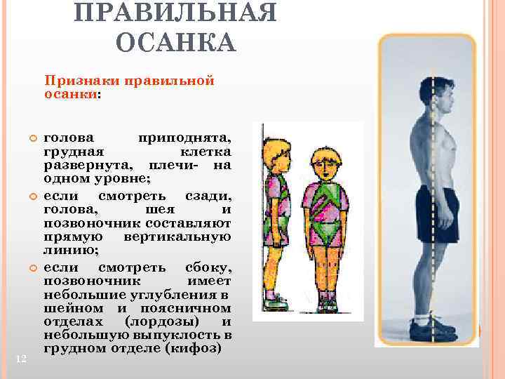 ПРАВИЛЬНАЯ ОСАНКА Признаки правильной осанки: 12 голова приподнята, грудная клетка развернута, плечи- на одном