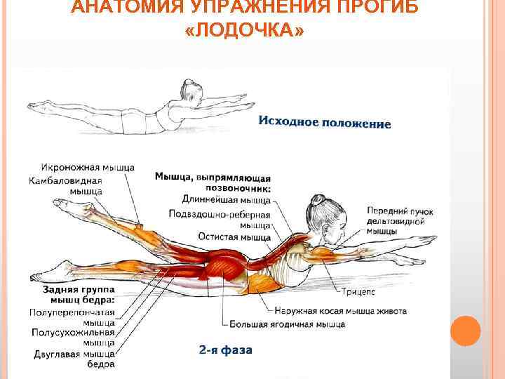 АНАТОМИЯ УПРАЖНЕНИЯ ПРОГИБ «ЛОДОЧКА» 