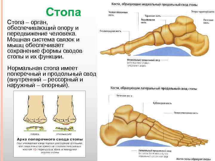 Функции стопы