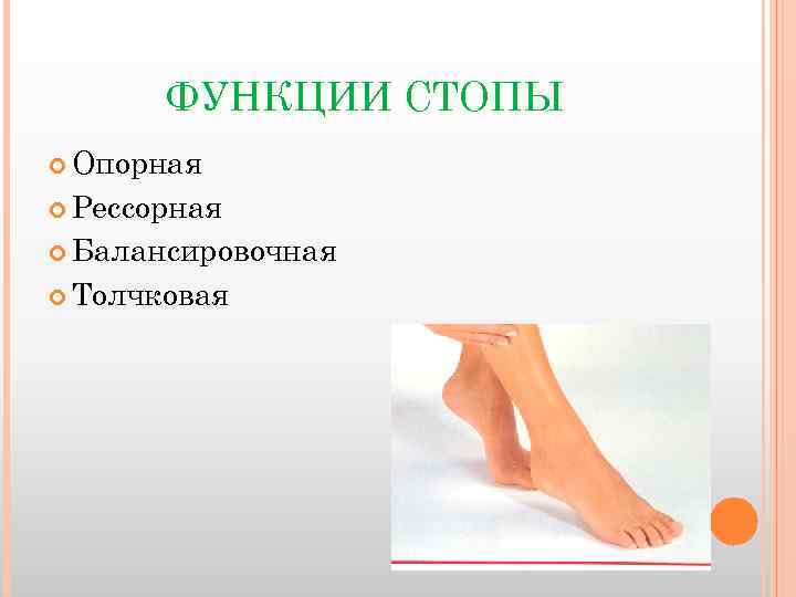ФУНКЦИИ СТОПЫ Опорная Рессорная Балансировочная Толчковая 