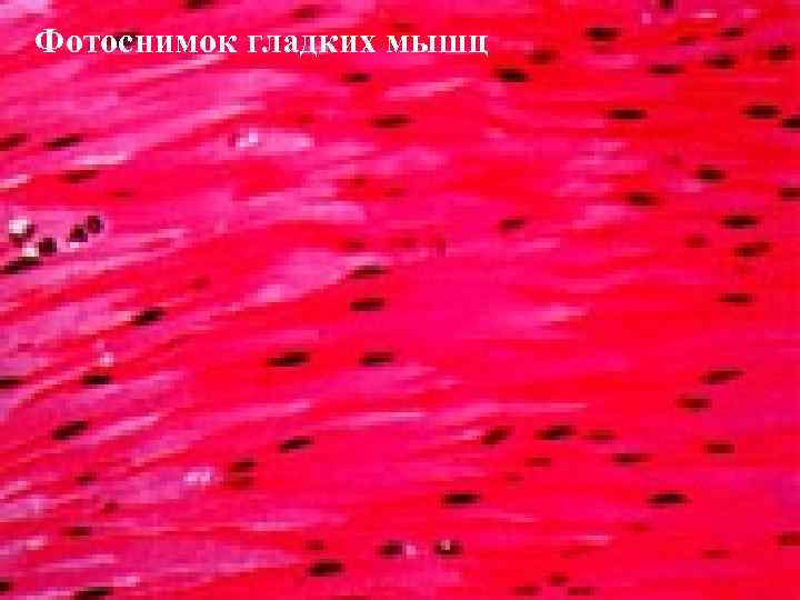Фотоснимок гладких мышц 