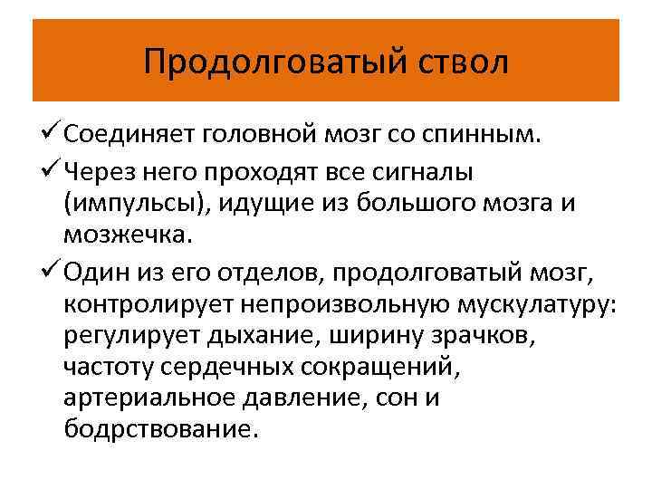 Продолговатый ствол ü Соединяет головной мозг со спинным. ü Через него проходят все сигналы