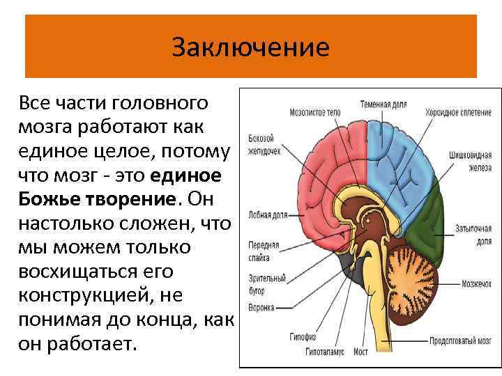 Заключение Все части головного мозга работают как единое целое, потому что мозг - это