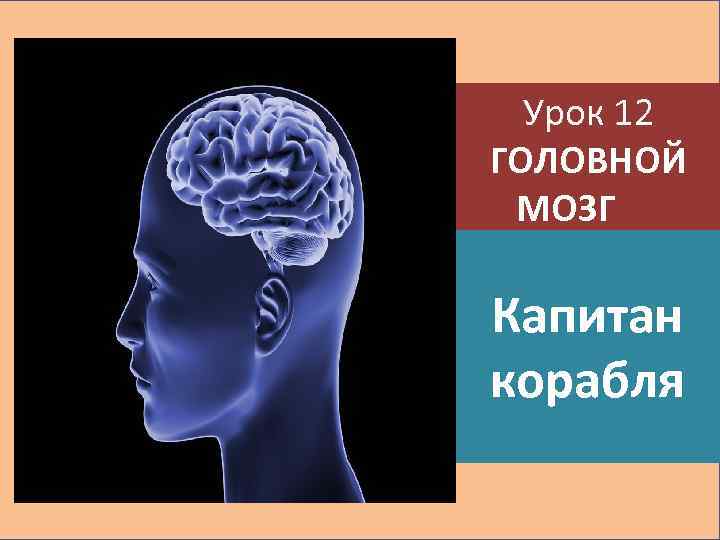 Урок 12 ГОЛОВНОЙ МОЗГ Капитан корабля 