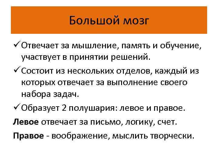 Большой мозг ü Отвечает за мышление, память и обучение, участвует в принятии решений. ü