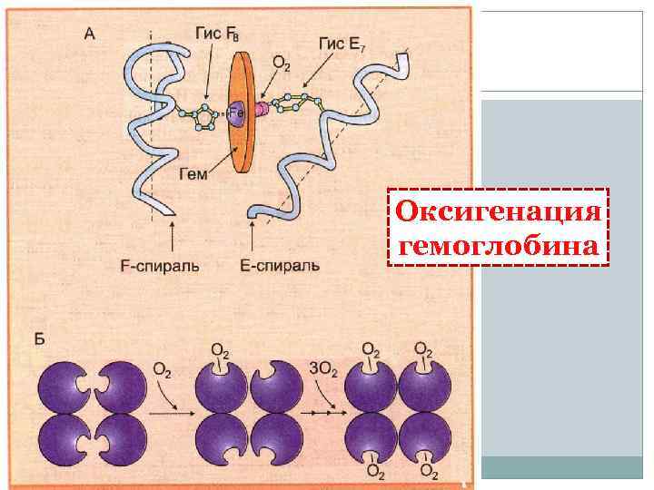 Оксигенация гемоглобина 