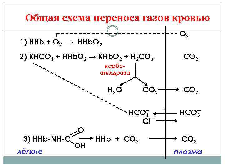 Общая схема переноса газов кровью O 2 1) ННb + O 2 → HHb.