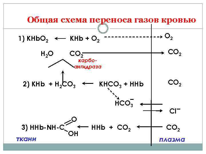 Общая схема переноса газов кровью 1) КHb. O 2 H 2 O O 2