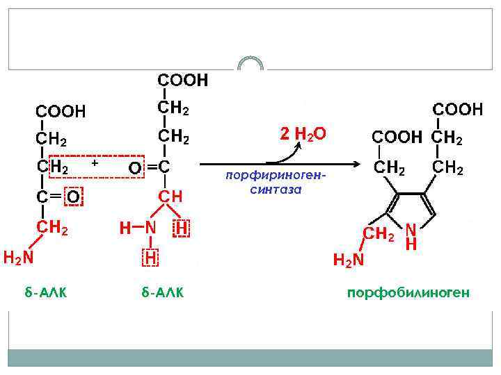 + δ-АЛК порфириногенсинтаза δ-АЛК порфобилиноген 