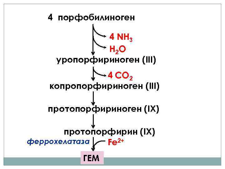 4 порфобилиноген 4 NH 3 H 2 O уропорфириноген (III) 4 СО 2 копропорфириноген