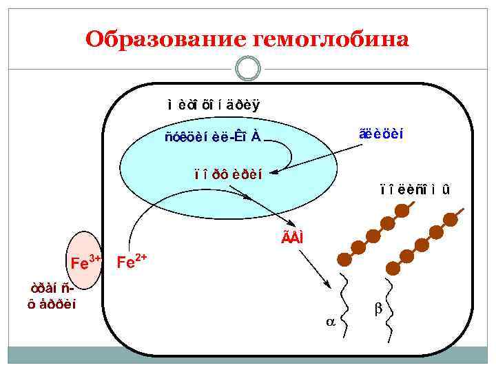 Образование гемоглобина 