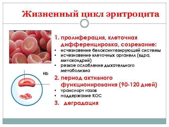 Жизненный цикл эритроцита 1. пролиферация, клеточная дифференцировка, созревание: • • • Нb исчезновение белоксинтезирующей