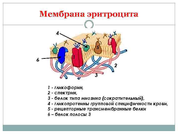 Мембрана эритроцита 4 5 6 1 2 3 1 - гликофорин, 2 - спектрин,