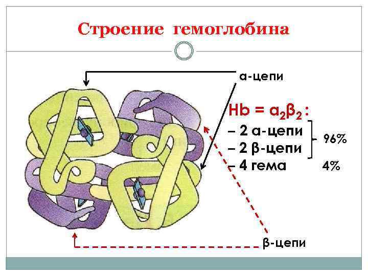 Строение гемоглобина α-цепи Hb = α 2β 2 : – 2 α-цепи – 2