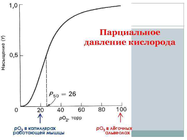 Парциальный кислород