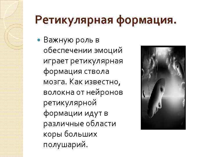Ретикулярная формация. Важную роль в обеспечении эмоций играет ретикулярная формация ствола мозга. Как известно,